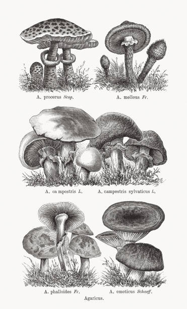 1893년에 출판된 아가리쿠스, 나무 조각 - 알광대버섯 stock illustrations