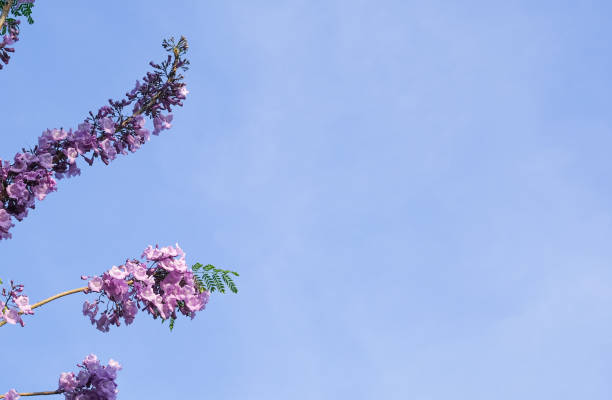 꽃피는 꽃과 꽃 의 그룹 나무 푸른 하늘 배경에 매달려. 복사 공간이있는 식물원에서 나무에 긴 가지 꽃다발 보라색 자카렌다 꽃. - nature spring bouquet panicle 뉴스 사진 이미지