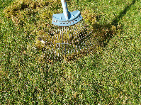 removing moss by scarifying the grass