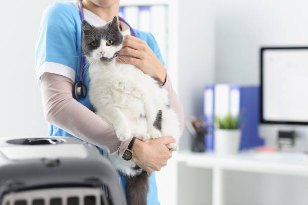 istock Veterinarian is holding cat in his office 1312130764