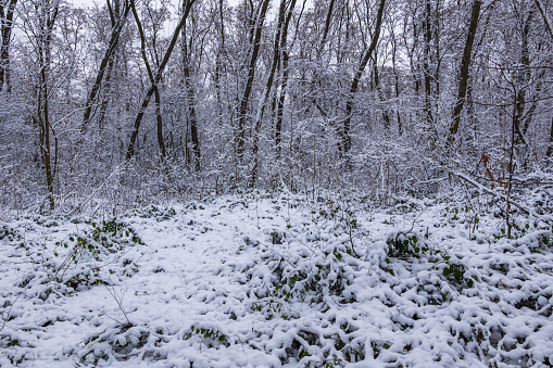 Winter forest wilderness with trees and undergrowth snow covered scenery