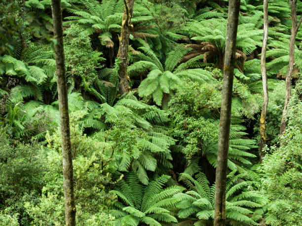 istock Tree Ferns and Pungas 1312131255