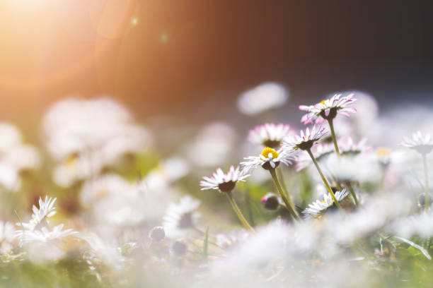 istock Daisies in springtime: Idyllic close up of wildflower meadow 1312131299