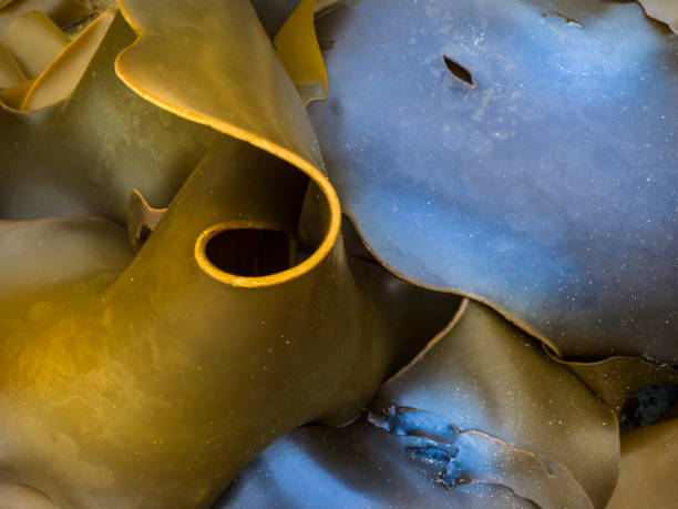 Seaside crustacean and marine life, Australian Coastline.