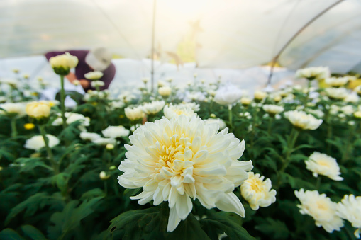 Collecting white and yellow carnations flowers are in bloom in a greenhouse. Gardener collecting carnations flowers blurred in the background. Chiang Mai, Thailand. Close-up. Soft focus on carnation flower.