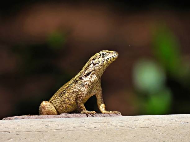 Curly-tailed Lizard (Leiocephalus carinatus) resting on a wood fence Curly-tailed Lizard - profile northern curly tailed lizard leiocephalus carinatus stock pictures, royalty-free photos & images