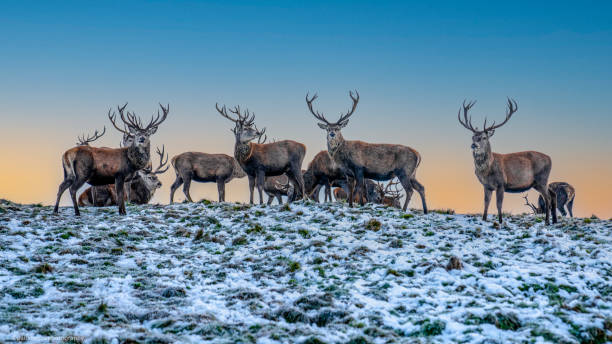 istock Deer in Snow and Sunset Lyme Park 1312135516