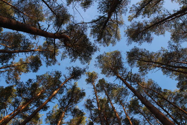 árbol con hojas verdes y cielo azul. - treetop sky tree high section fotografías e imágenes de stock