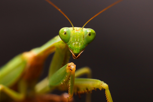 A grasshopper perched atop a green leaf in a natural outdoor environment