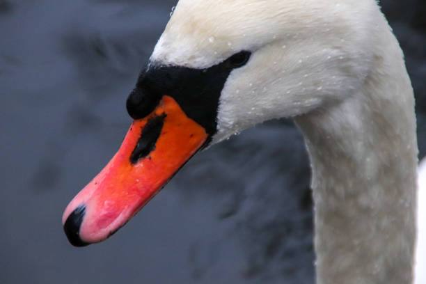 istock Portrait of a swan 1312137690