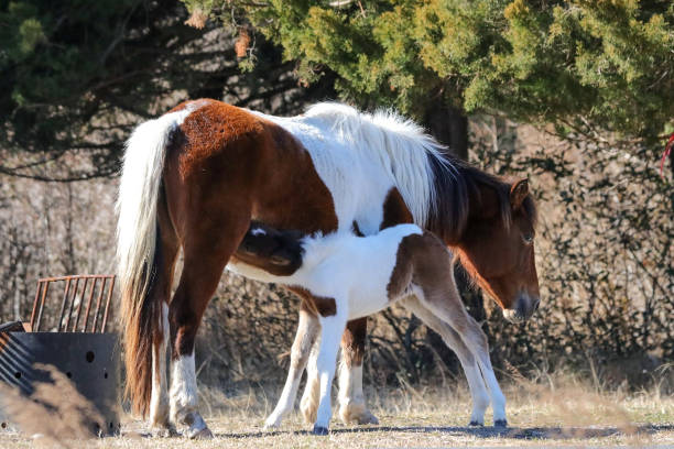 istock Baby Horse Nursing 1312138932