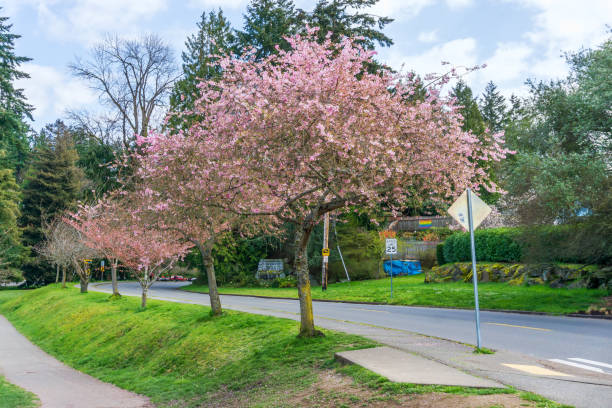 istock Cherry Tree Near Street 4 1312139362