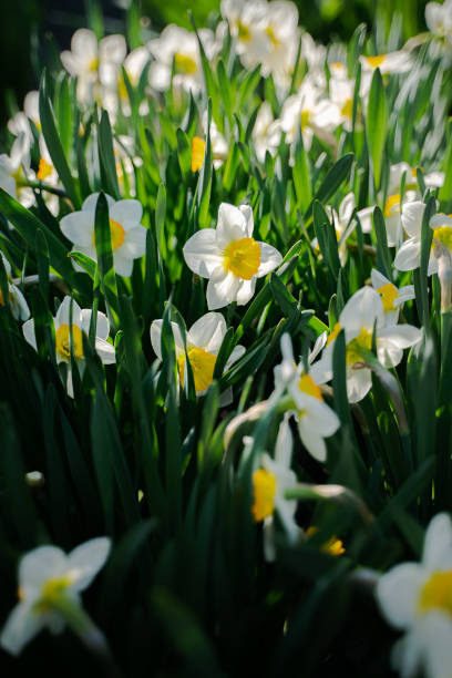 istock Sunlit daffodil flowers among the greenery. 1312140207