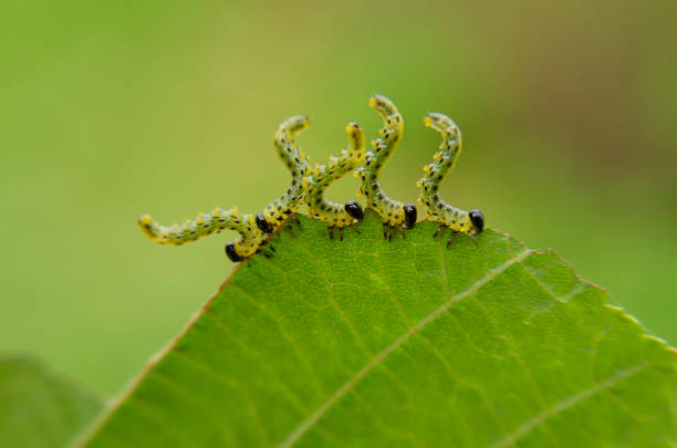 Five caterpillars eating green hazel leaves in a row on a green background closeup