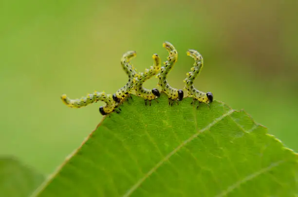 Five caterpillars eating green hazel leaves in a row on a green background closeup