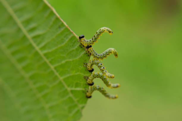 caterpillars of the geometric moths eat the hazel leaves curving - inchworm imagens e fotografias de stock