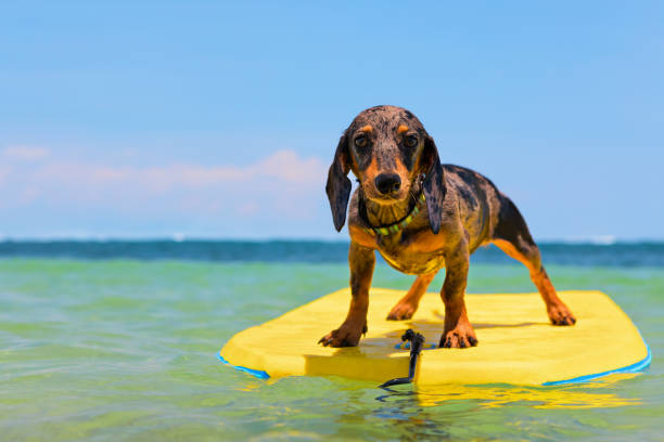 divertido perro surfista divertirse en bodyboard - perro adiestrado fotografías e imágenes de stock