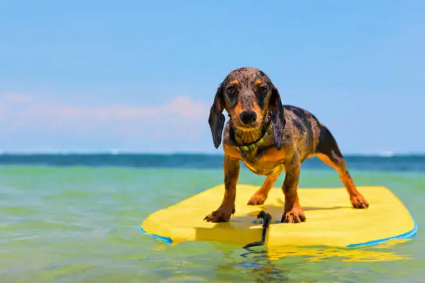 Photo of Funny surfer dog have fun on bodyboard