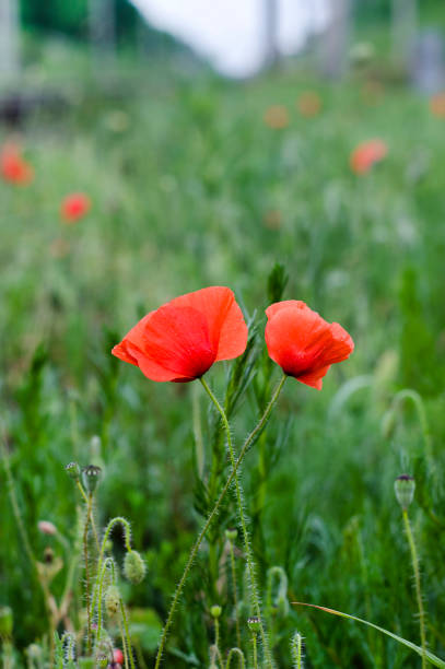 istock Field poppies after rain 1312142139
