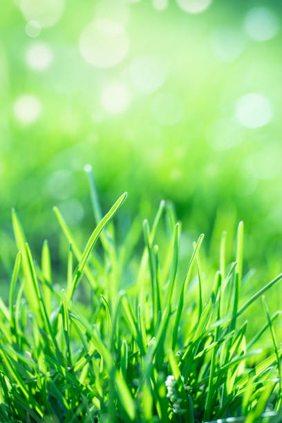 istock Extreme close-up of fresh green grass in spring 1312143503