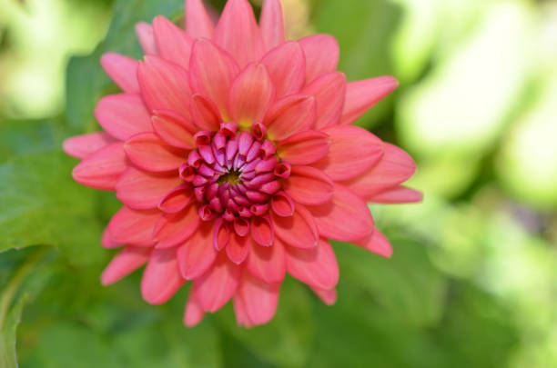 istock Red Dahlia flower garden 1312143860