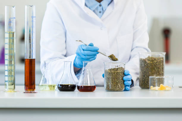 istock Hands working with marijuana seeds and laboratory spoon 1312144053