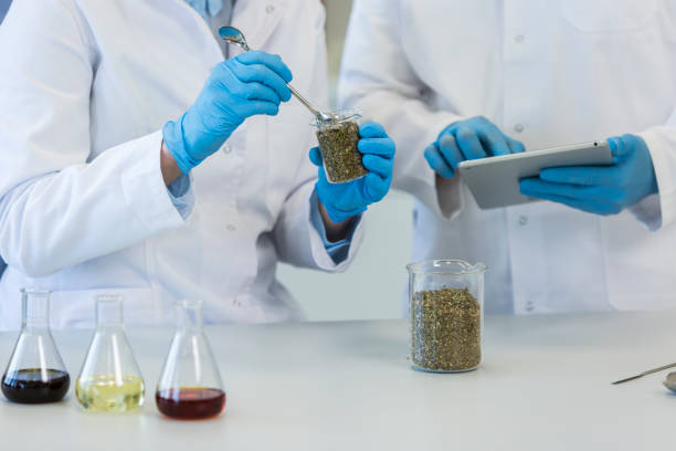 istock Hands working with marijuana seeds and laboratory spoon 1312144711