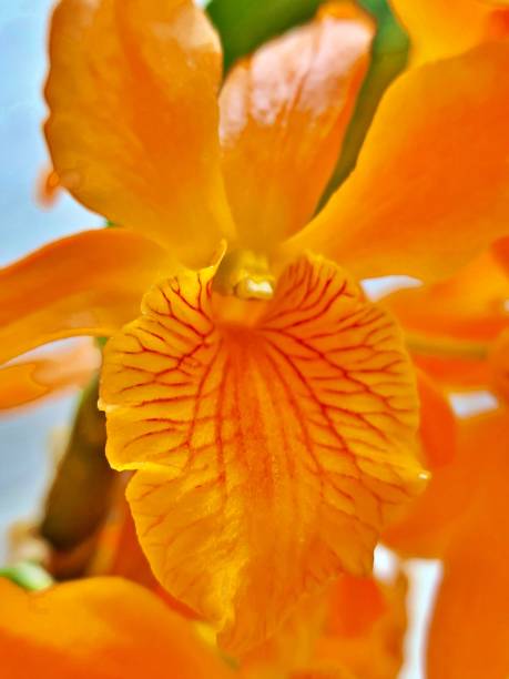 Yellow orchid Dendrobium nobile 2-Tr.