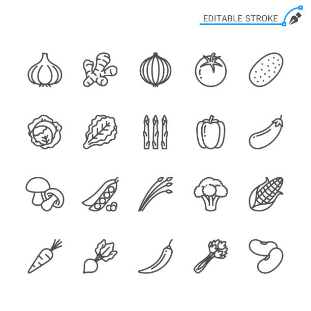 1 vegetable_1 Vegetable line icons. Editable stroke. Pixel perfect. asparagus stock illustrations