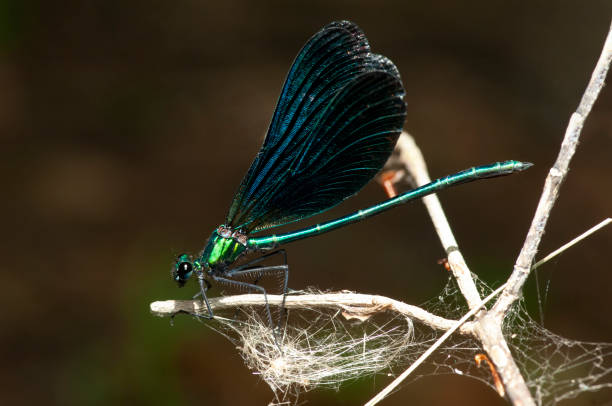 istock banded demoiselle (Calopteryx splendens) 1312146984