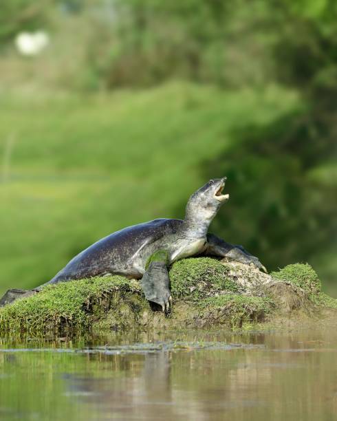 Softshell Turtle relaxing and enjoying the morning sunlight Softshell Turtle relaxing and enjoying the morning sunlight bharatpur photos stock pictures, royalty-free photos & images