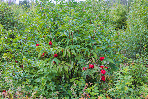 Close up view of green trees and bushes with red wild berries. Sweden.