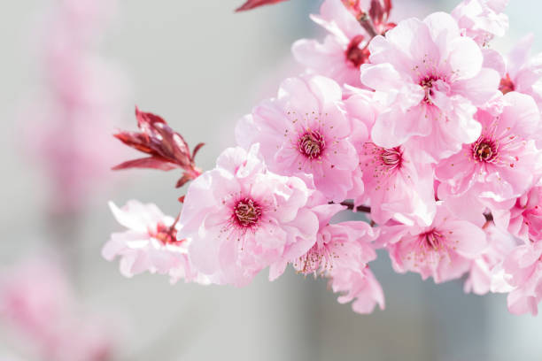 istock Armeniaca mumeBeauty 1312149472