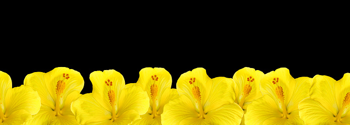 Flores de hibisco amarillo sobre un fondo negro, borde floral. Lugar para texto, espacio de copia. photo