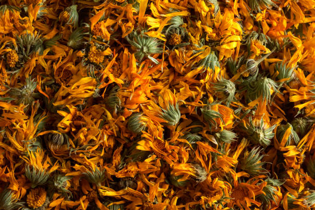乾燥したカレンデュラハーブの花。カレンデュラスープは健康を改善します - nobody nature orange calendula arvensis ストックフォトと画像