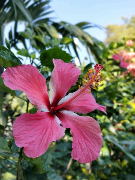 istock Hibiscus Flower Hd Wallpaper | Rose-Mellow | 1312150968