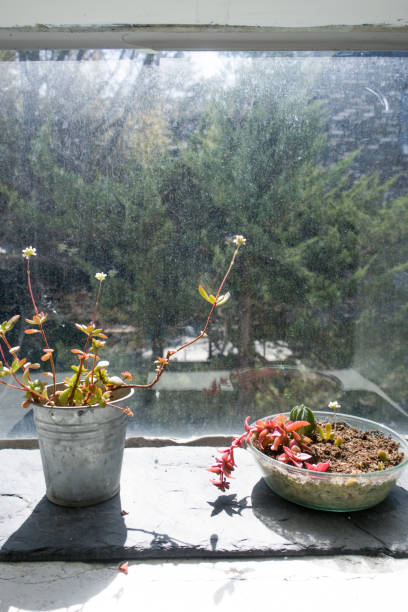 istock Old flower pot by the sunny window. 1312151037