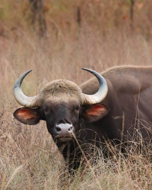 istock Oh My Gaur! Indian Gaur or Bison 1312151045