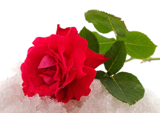 istock Red rose on a pile of snow. 1312151046