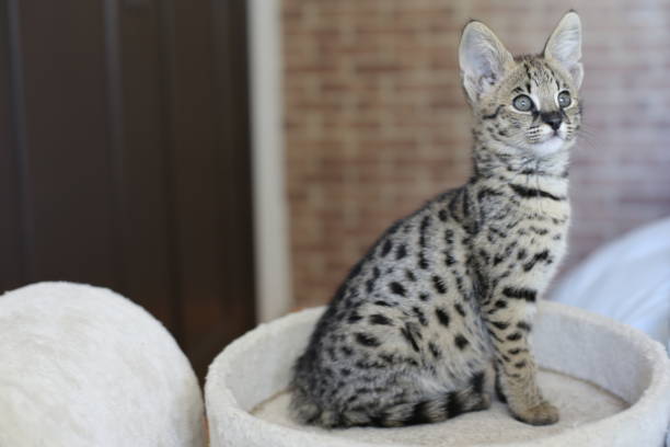 istock Serval kitten in domestic environment 1312153405