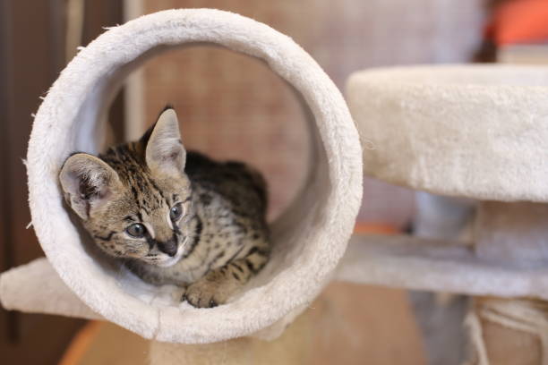 istock F1 Savannah cat with beautiful markings 1312153406