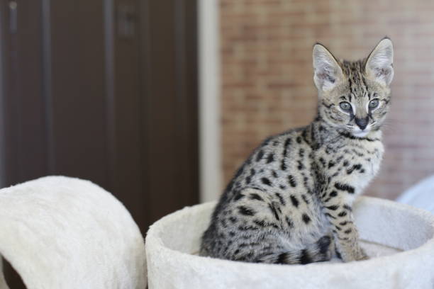 istock F1 Savannah cat with beautiful markings 1312153423