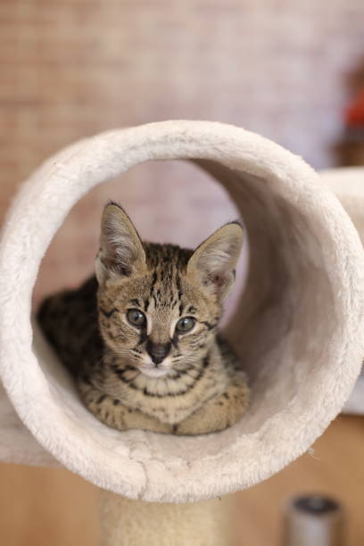 istock Serval kitten in domestic environment 1312153424