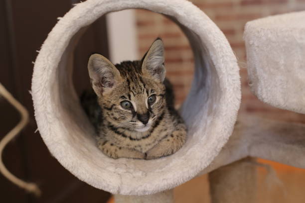 Serval kitten in domestic environment