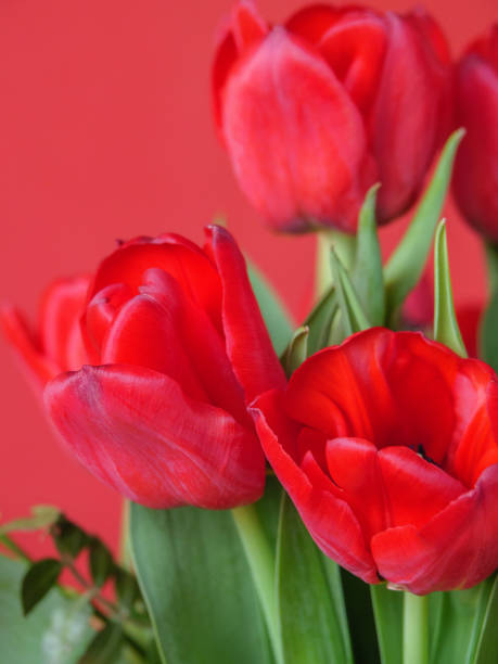 istock tulips in a german garden 1312153431