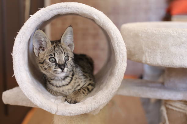 istock F1 Savannah cat with beautiful markings 1312153438