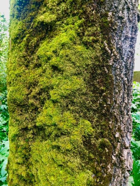 istock flower green nature plant 1312153538