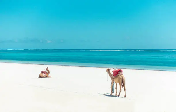 Two camel sitting at Diani Beach.