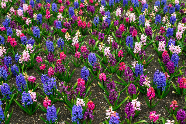 istock Hyacinths in the park 1312154882