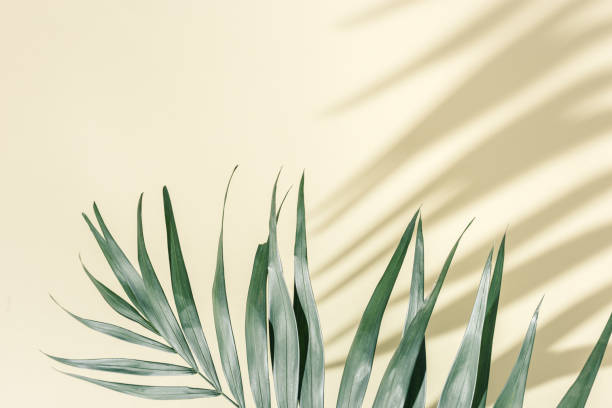 fundo mínimo de verão com folhas de palmeira verde natural com sombras solares. foto estética colorida em pastel com planta de palmeira. - palmleaf - fotografias e filmes do acervo